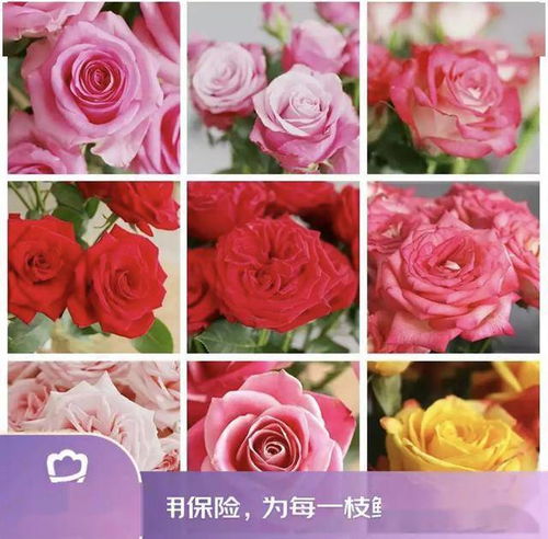 京東鮮花新花樣 615生活鮮花節(jié)創(chuàng)新高，引領(lǐng)動(dòng)態(tài)禮品花卉銷(xiāo)售新趨勢(shì)