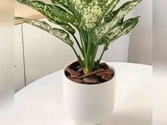 北京綠植花卉銷(xiāo)售新趨勢(shì) 年宵花卉與禮品花卉的市場(chǎng)融合與發(fā)展