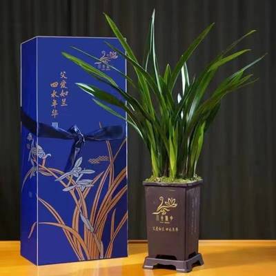 父愛如蘭 一束芬芳里的深情，花農笑顏中的豐收